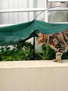 Tabby cat walking in front of a vegetable garden